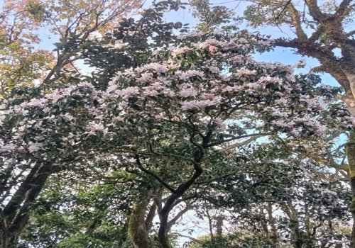 Hành trình chinh phục đỉnh Pù Luông và phần thưởng Đỗ quyên trắng