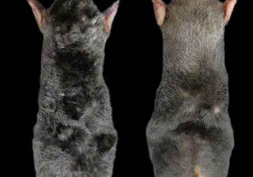 PHÁT HIỆN MỘT LOÀI CHUỘT CHŨI MỚI Ở KHU BẢO TỒN THIÊN NHIÊN PÙ LUÔNG TỈNH THANH HÓA